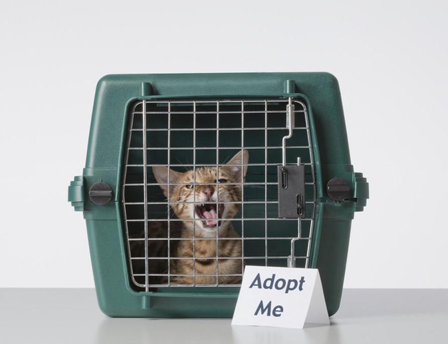 Kot do adopcji w klatce