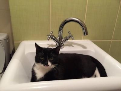 Kot w umywalce