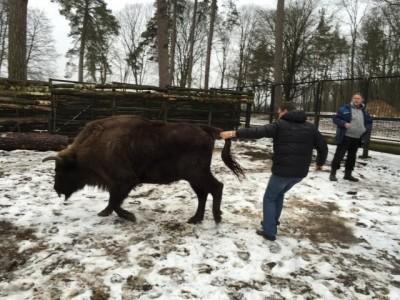 Mężczyzna trzyma żubra za ogon