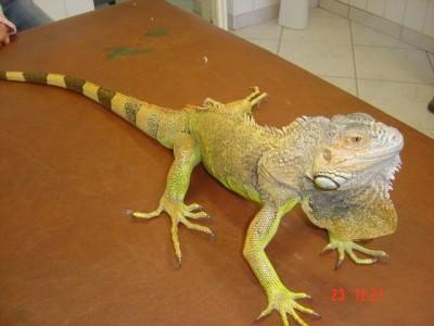 Iguana na blacie 2