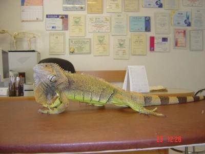 Iguana na blacie 3