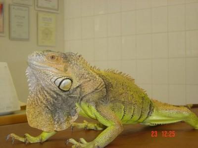 Iguana na blacie